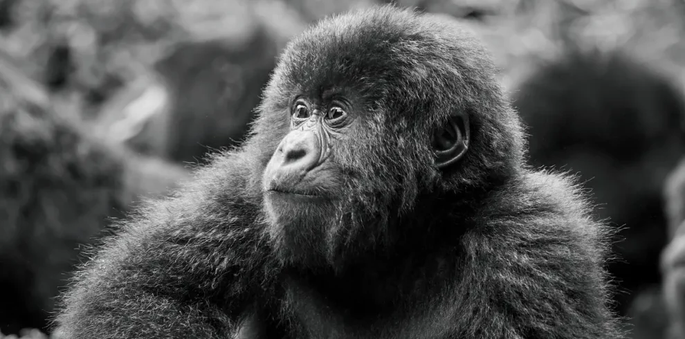 Gorilla trekking Permit Rwanda