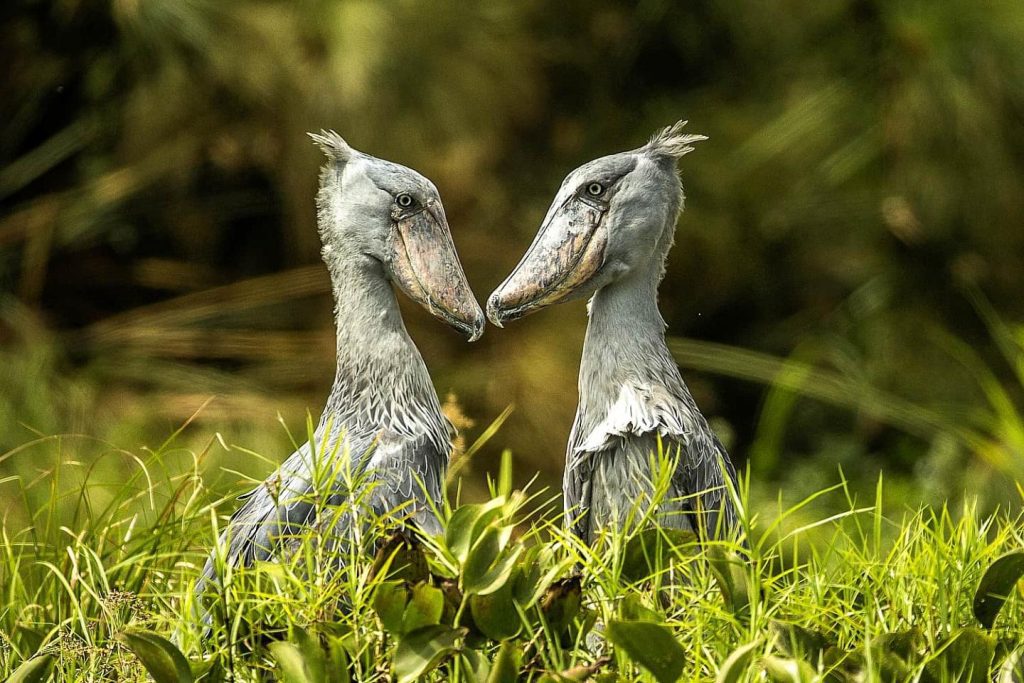 Mabamba Swamp shoebills