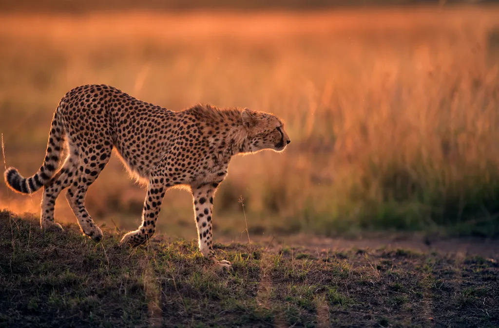 Safari In the Masai Mara