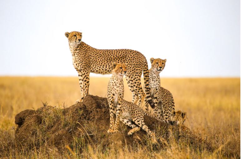 10-Day Kenya Tanzania Safari 