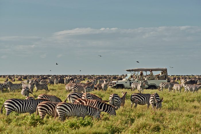 Serengeti Safari