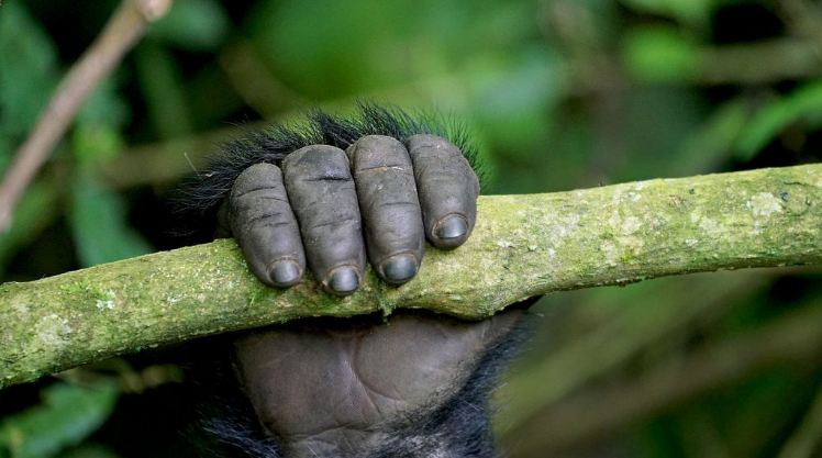 Uganda gorilla permit