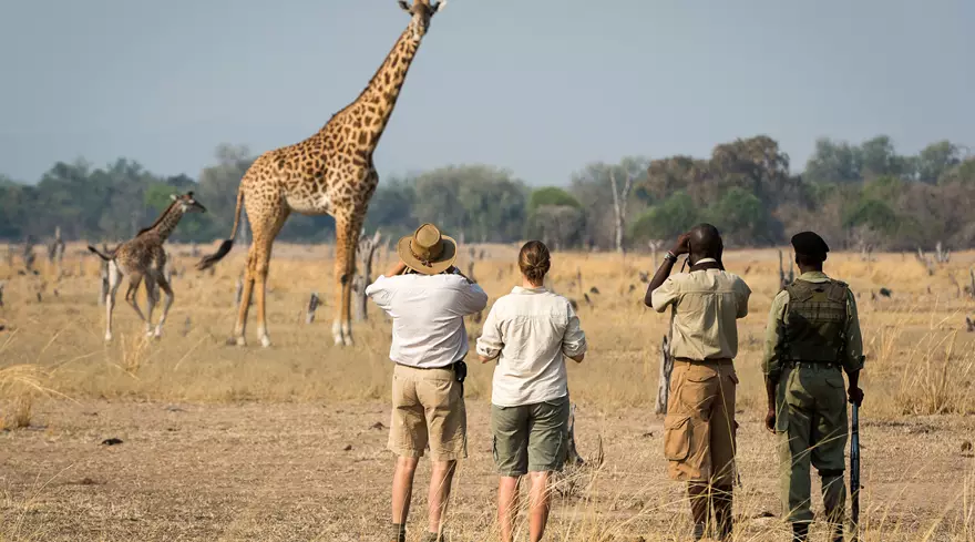 Zambia Safaris in South Luangwa National Park