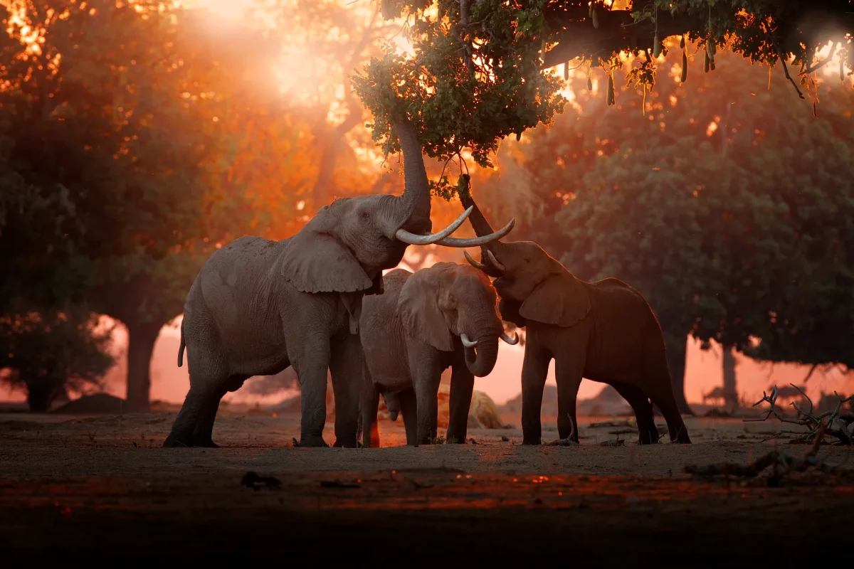 Africa Safaris And Holidays Best Zimbabwe Safaris And Tours