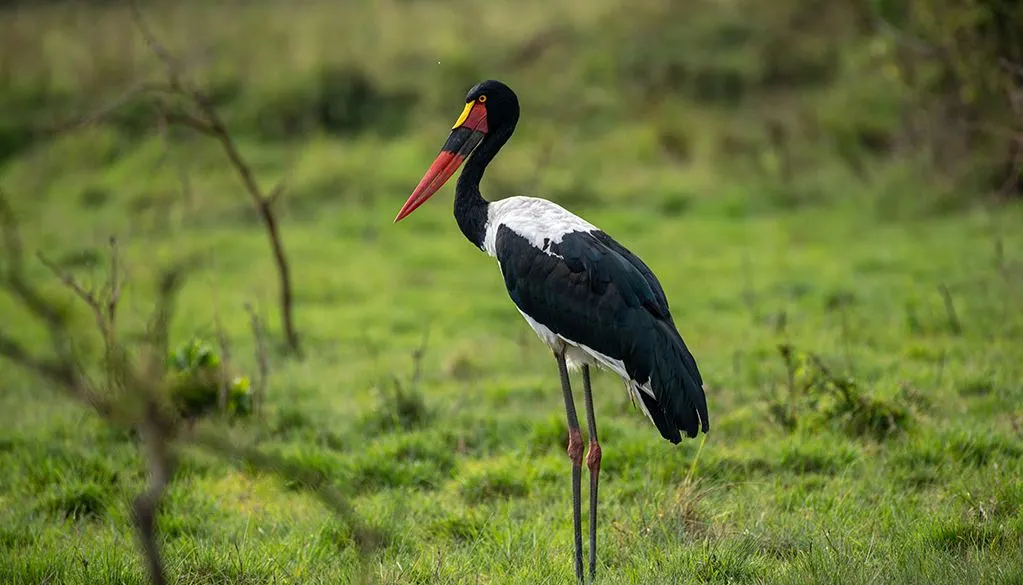 Akagera National Park