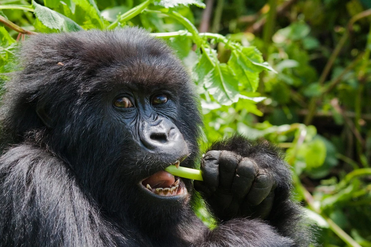 Bwindi Impenetrable National Park: Home of Mountain Gorillas