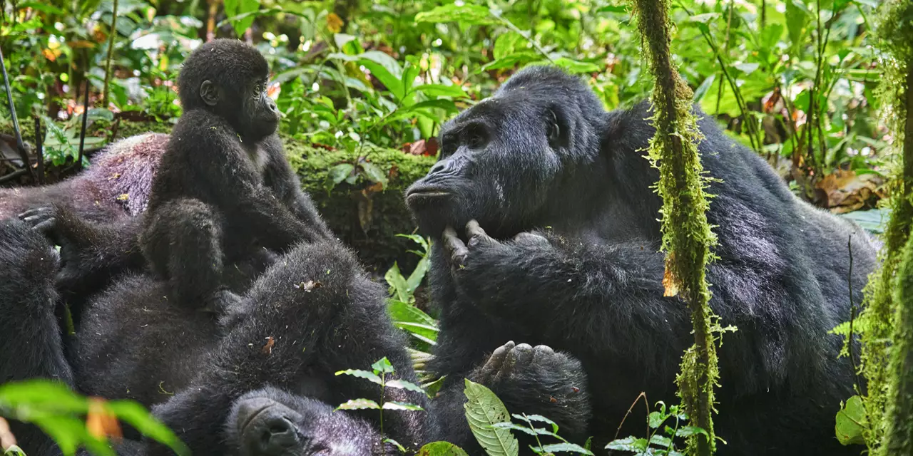 Bwindi Impenetrable National Park