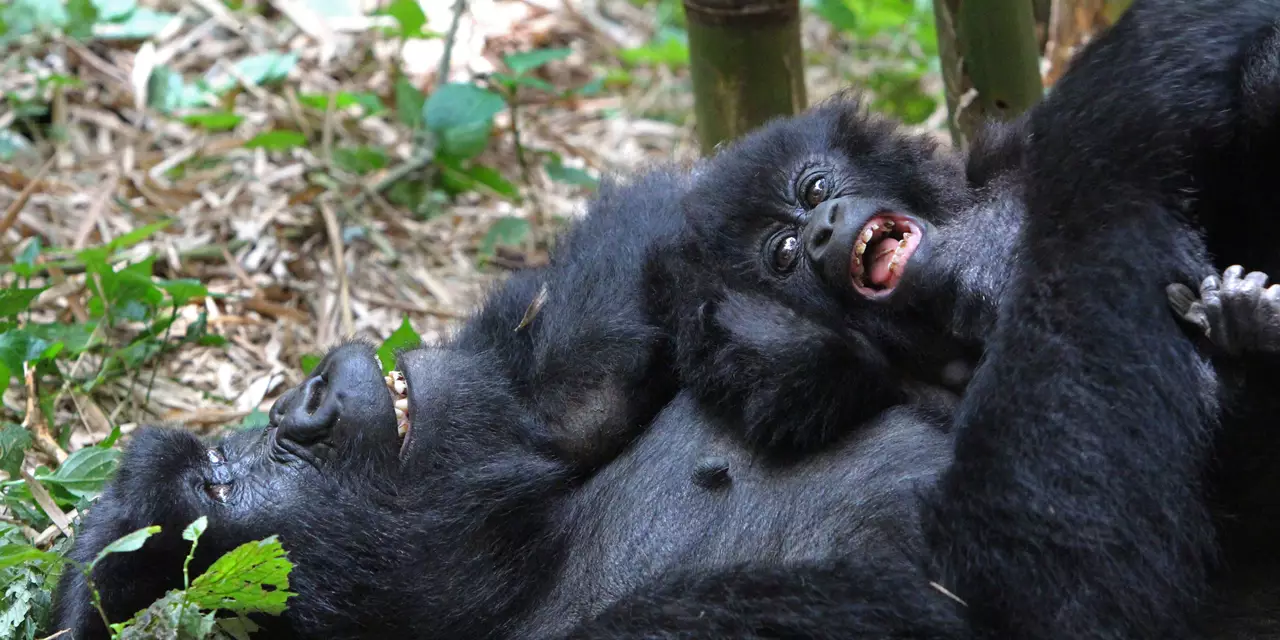 Mgahinga Gorilla National Park