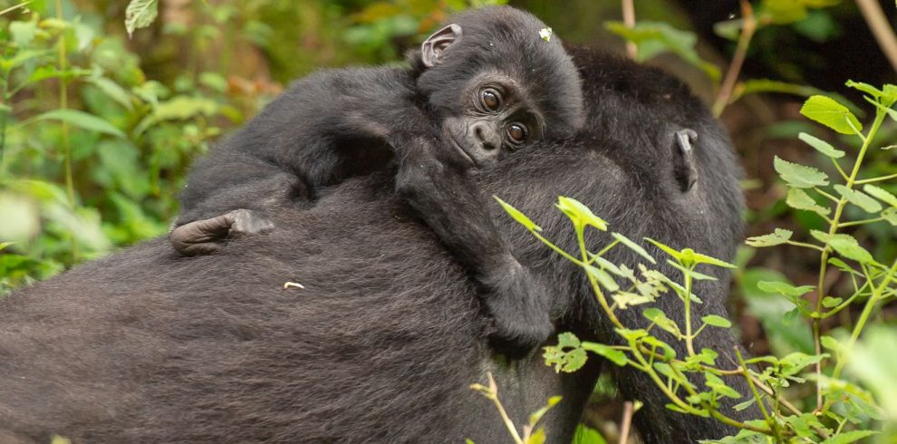 14 Days Uganda To Rwanda Safari: Primates & Wildlife