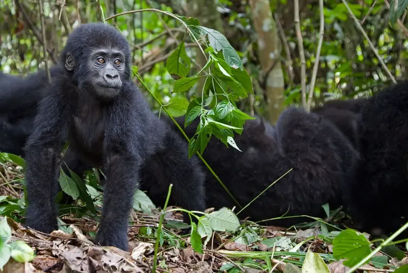 Gorilla Conservation Camp 1