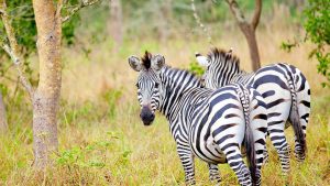 Lake Mburo National Park