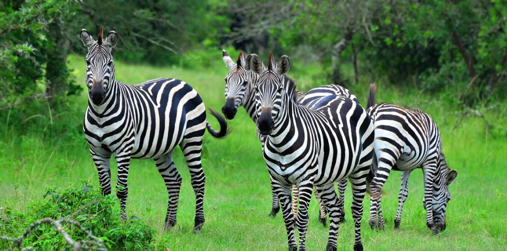 Lake Mburo National Park: The Beautiful Home of Zebras