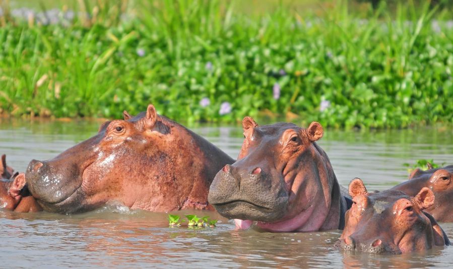 Murchison Falls National Park