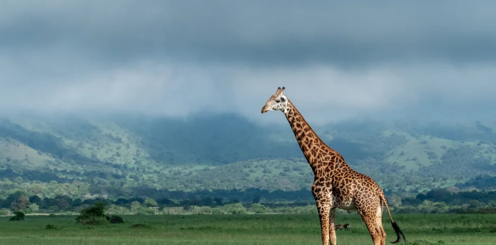 Akagera National Park Rwanda