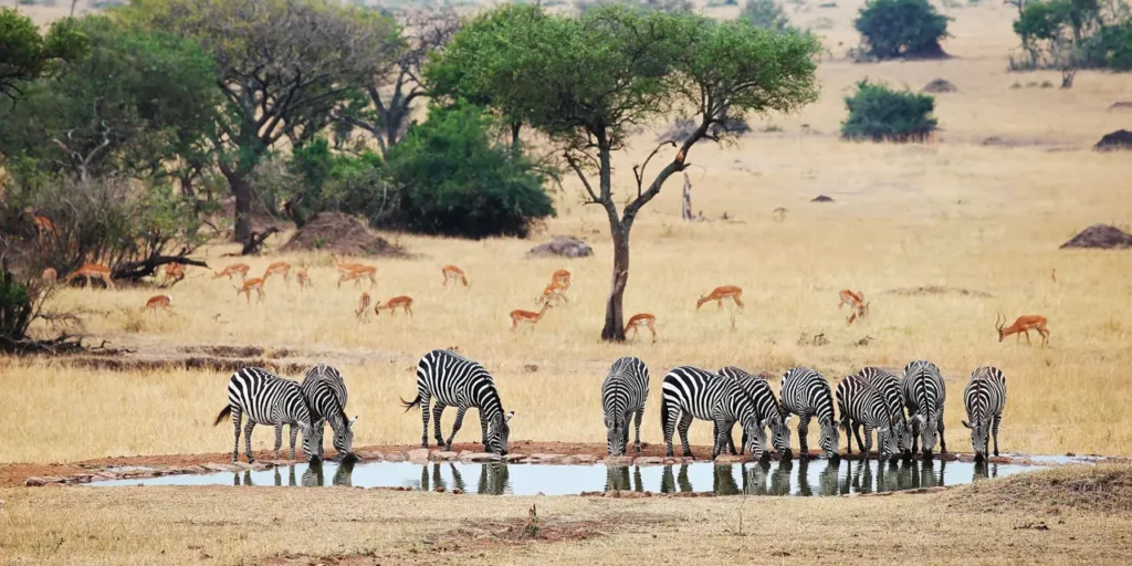 Tanzania vs Kenya safari