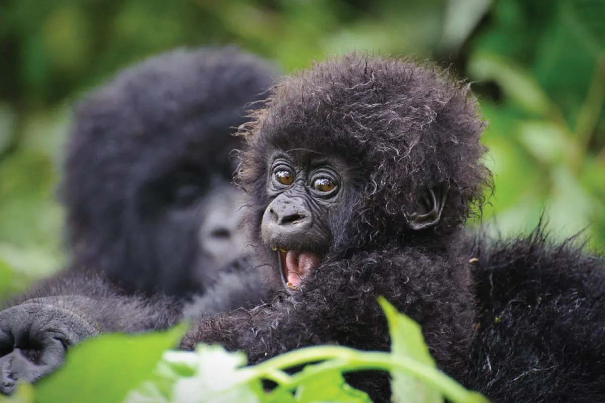 trekking gorillas in Uganda