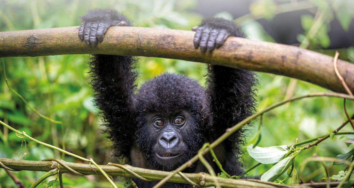 trekking gorillas in Uganda