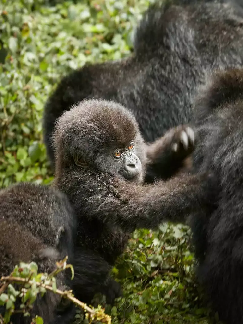 trekking gorillas in Uganda