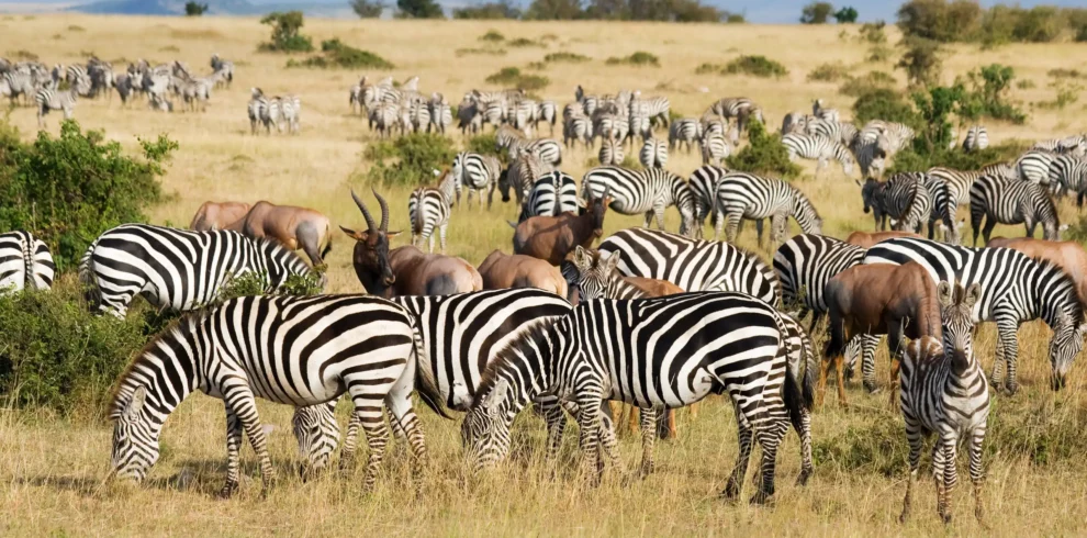 20-Day Uganda, Kenya & Tanzania Safari Vacation
