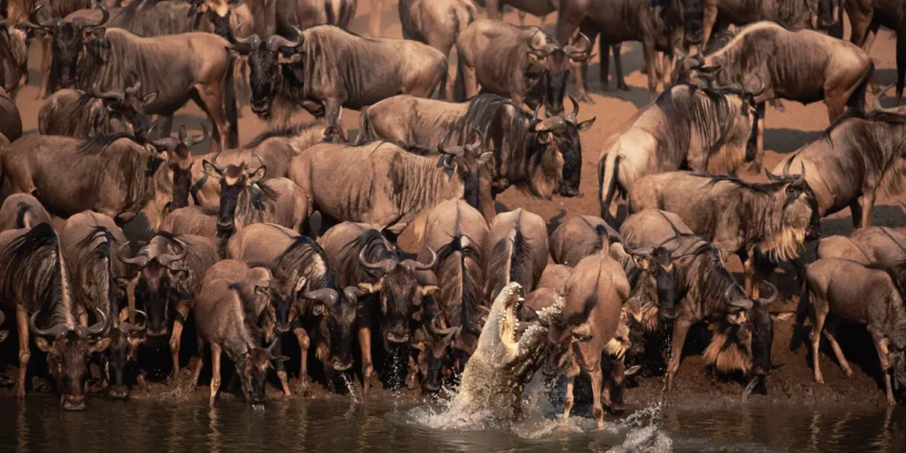 Best Time to visit Serengeti