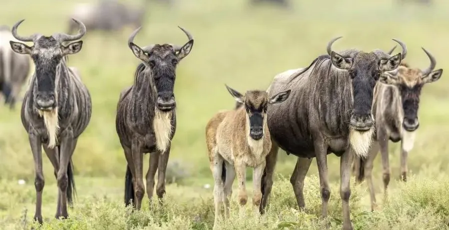 Best Time to visit Serengeti,