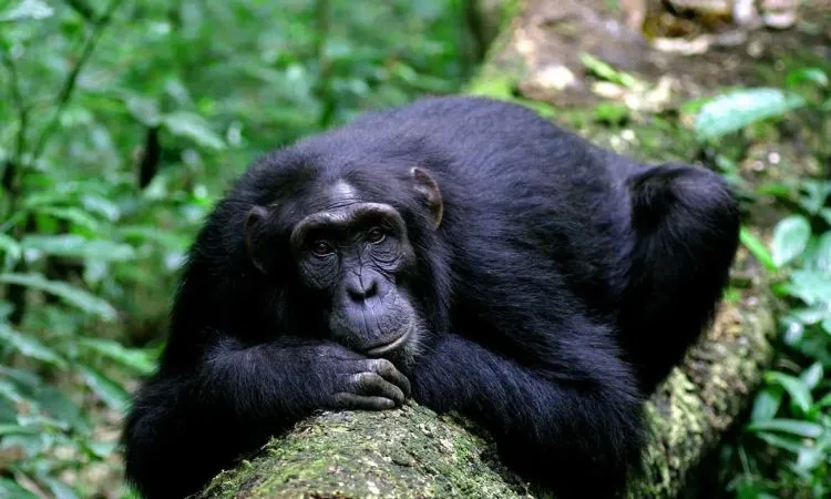 Chimpanzee trekking in Kyambura Gorge