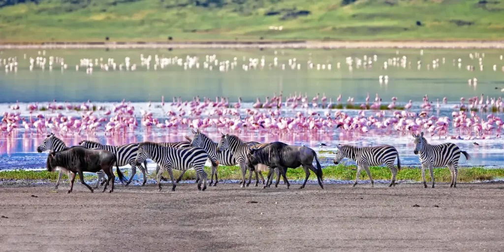 13 Amazing Facts About Ngorongoro Crater Grassland, swamp and soda lake habitats inside Ngorongoro Crater