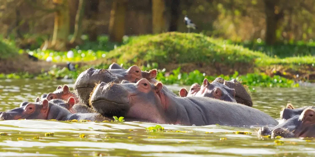 wildlife safaris in Uganda