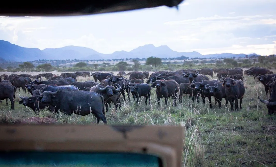 Kidepo Lodges