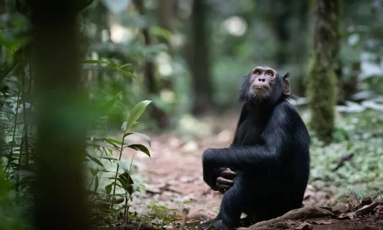 chimpanzees in Kyambura Gorge