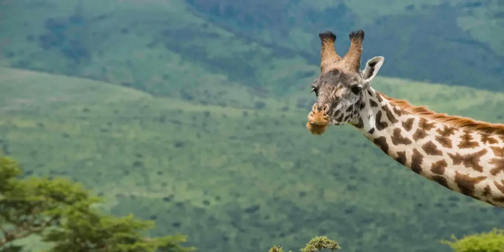 13 Amazing Facts About Ngorongoro Crater Safari vehicle on a game drive across the Ngorongoro Crater floor