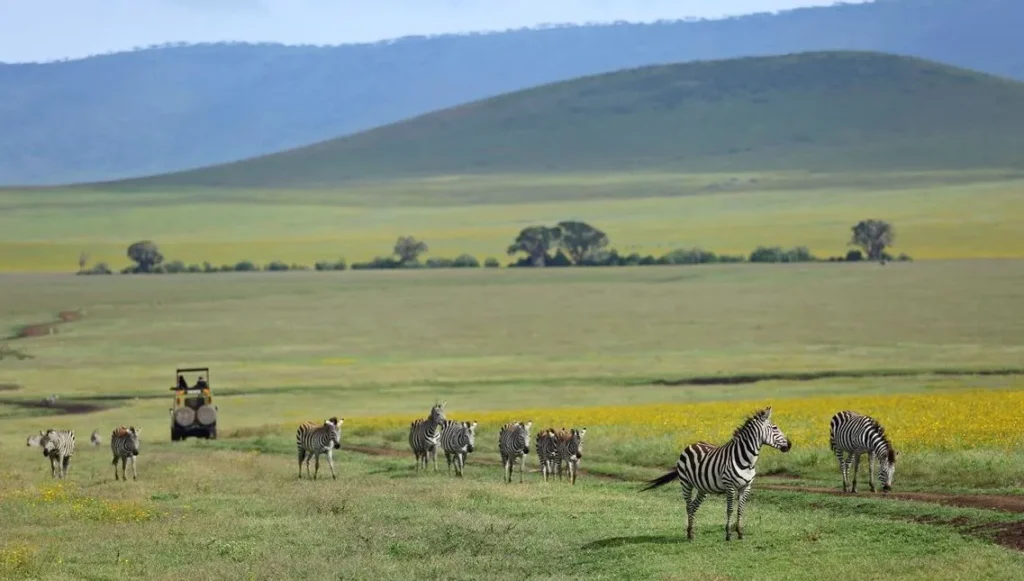 13 Amazing Facts About Ngorongoro Crater Wildlife on the open grasslands of the Ngorongoro Crater floor