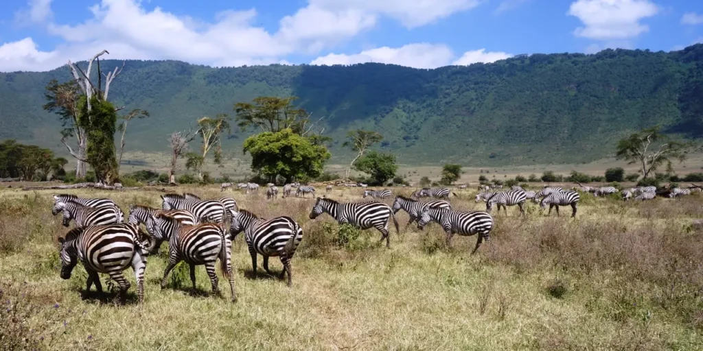 facts-about-Ngorongoro-Crater