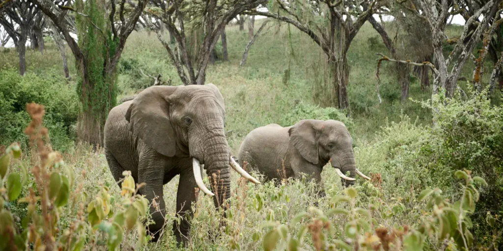 13 Amazing Facts About Ngorongoro Crater Big Five game viewing in Ngorongoro Crater, Tanzania