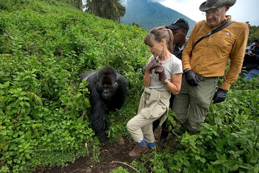 is gorilla trekking ethical?