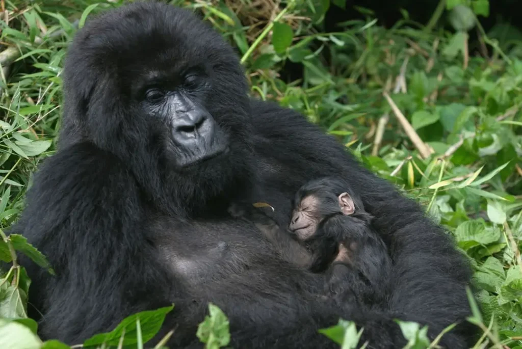 is gorilla trekking ethical
