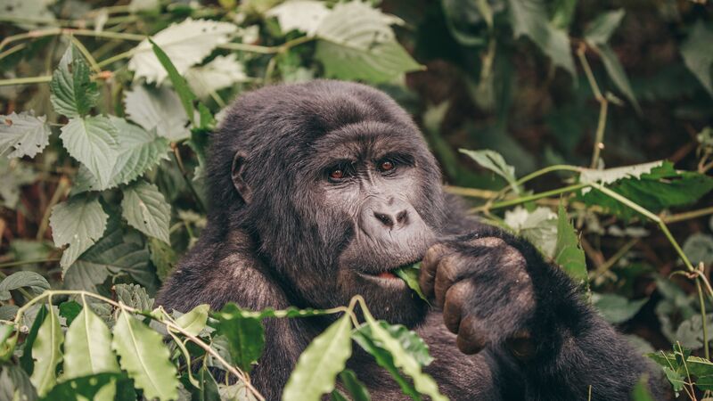 Uganda birding tours