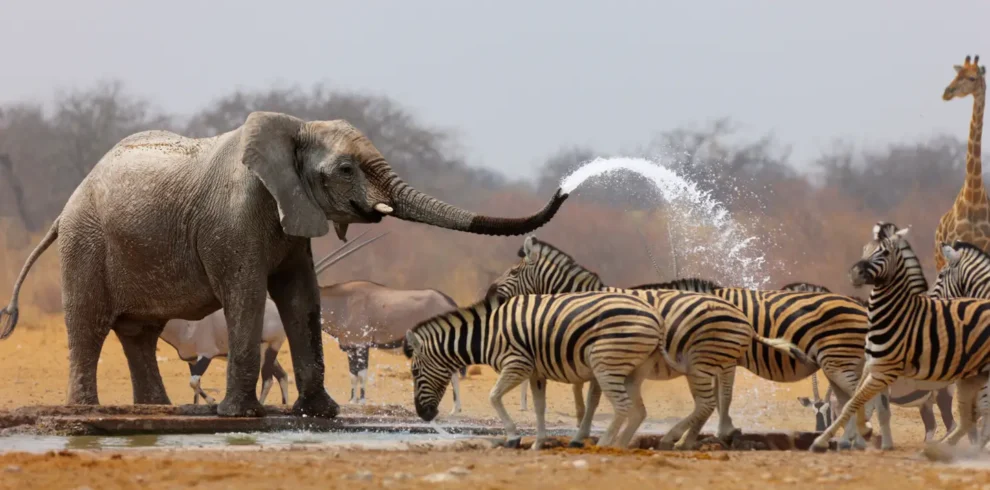 11 Days Etosha, Caprivi, Chobe & Vic Falls Safari