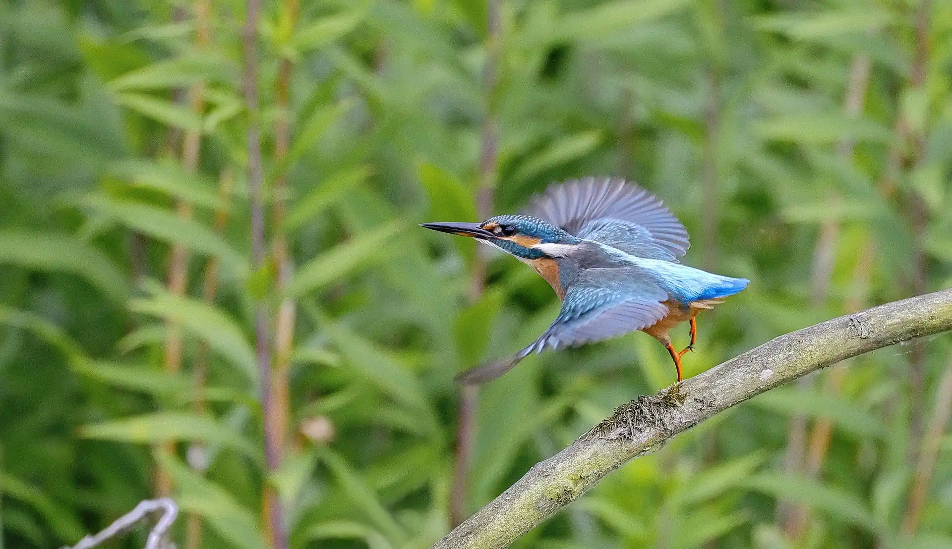 17 Days Uganda Birding Tour (2)