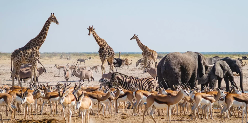 8-Day Classic Namibia Safari Tour