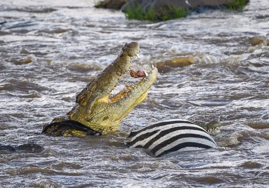 Best Time To Visit Masai Mara