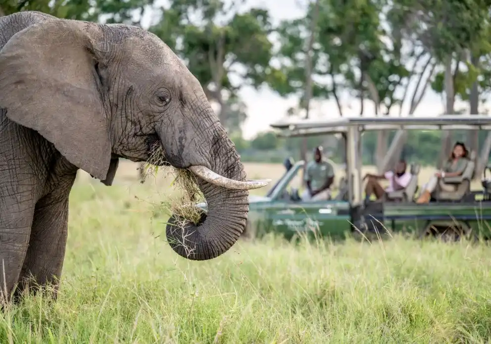 Best Time To Visit Masai Mara