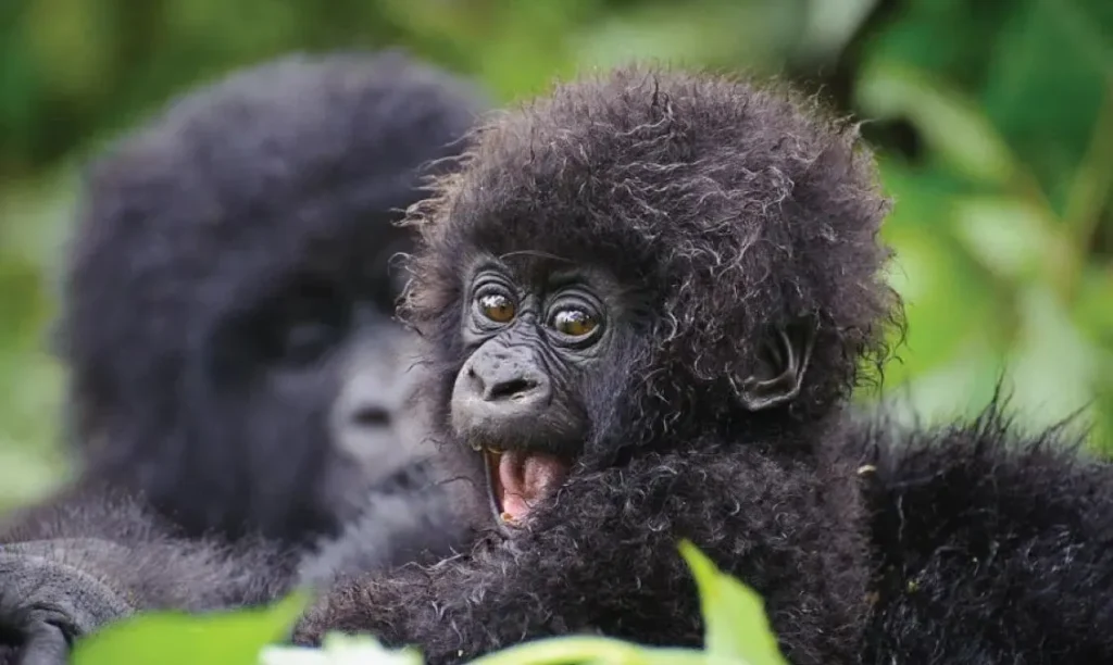 where to see gorillas in Africa
