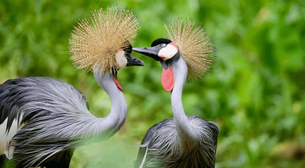 Uganda Birding Tours