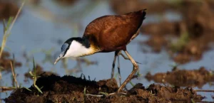 Uganda Birding Tours