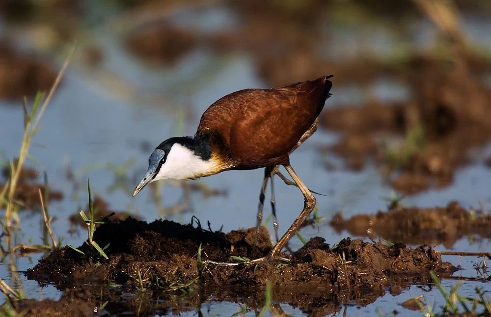 Uganda Birding Tours