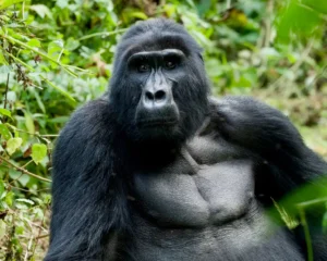 Uganda Gorilla Safaris (4