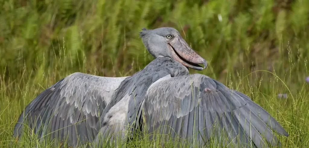 Uganda birding tours