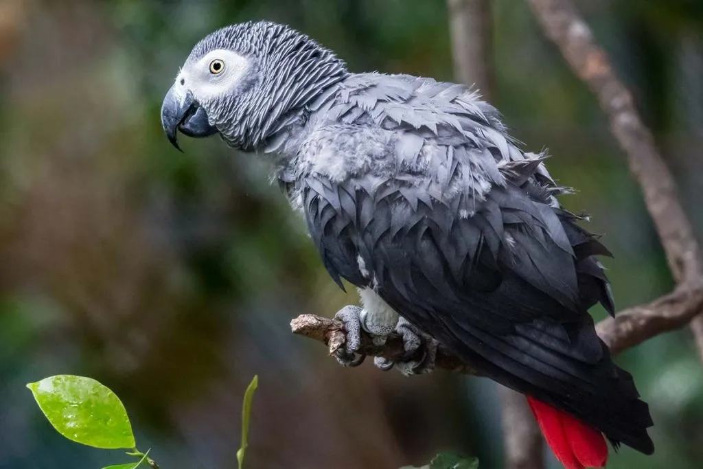 Uganda birding tours