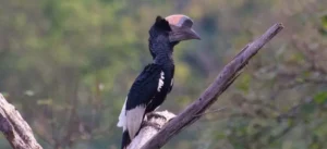 Uganda birding tours